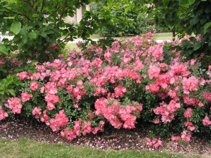 How to Plant and Grow Shrub Roses