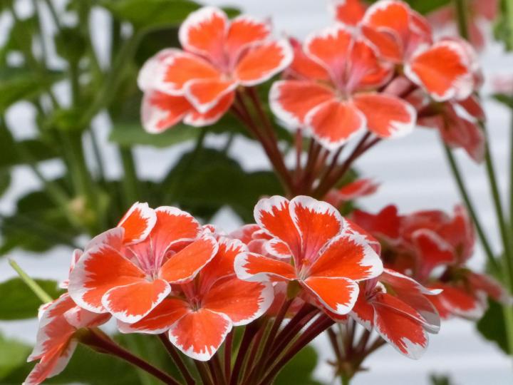 Image result for geranium flowers