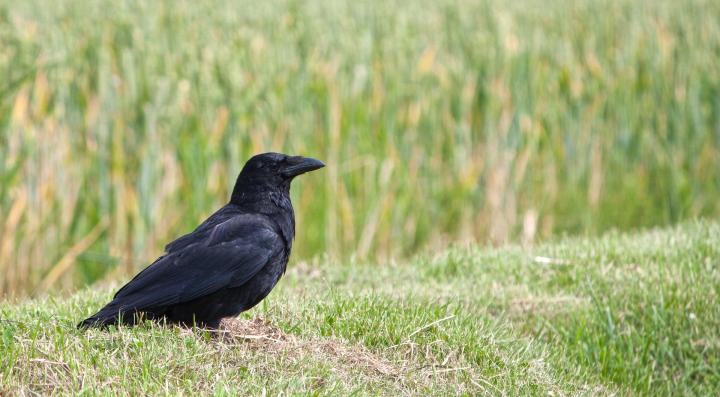 get-rid-of-crows.jpg