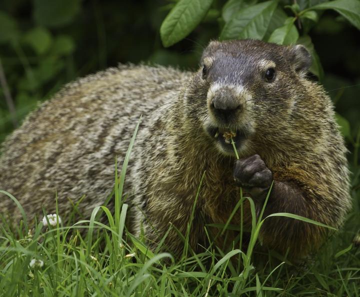 How to Get Rid of Groundhogs | Woodchuck Pest Control | The Old Farmer's  Almanac