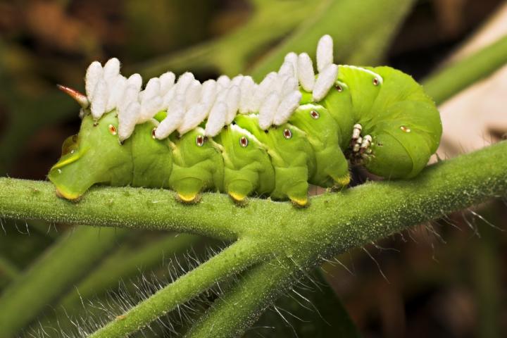 A tobacco hornworm covered with parasitic wasp eggs. 