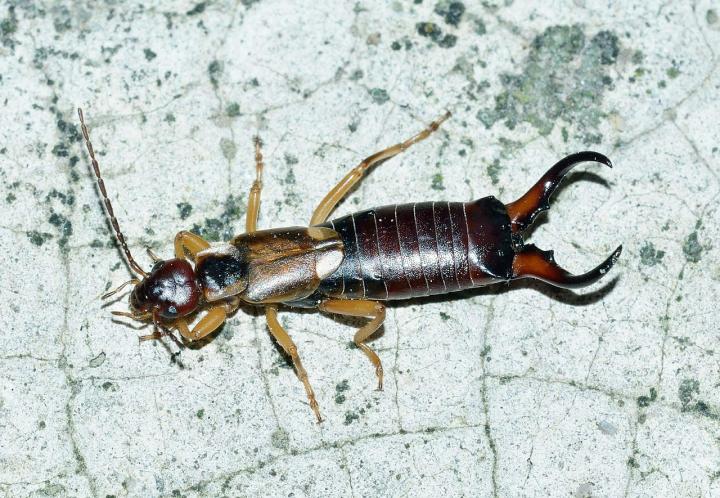 Earwigs How To Get Rid Of Earwigs Or Pincher Bugs The Old