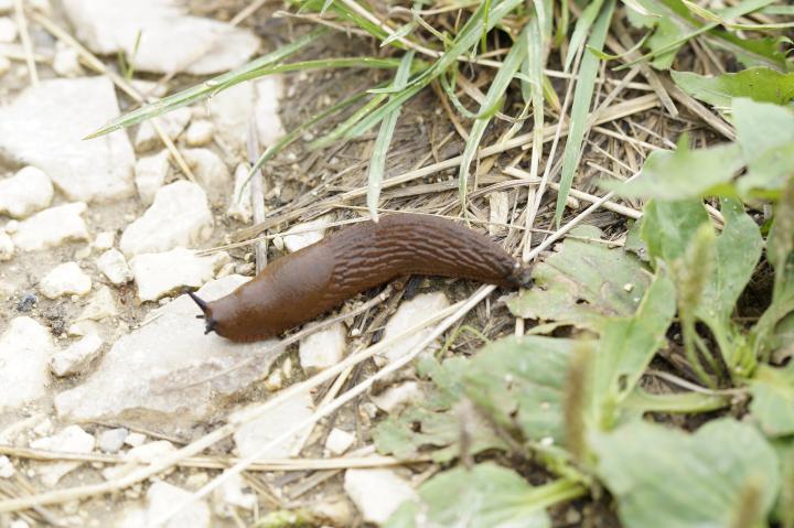 Slugs How To Get Rid Of Slugs In The Garden The Old Farmer S