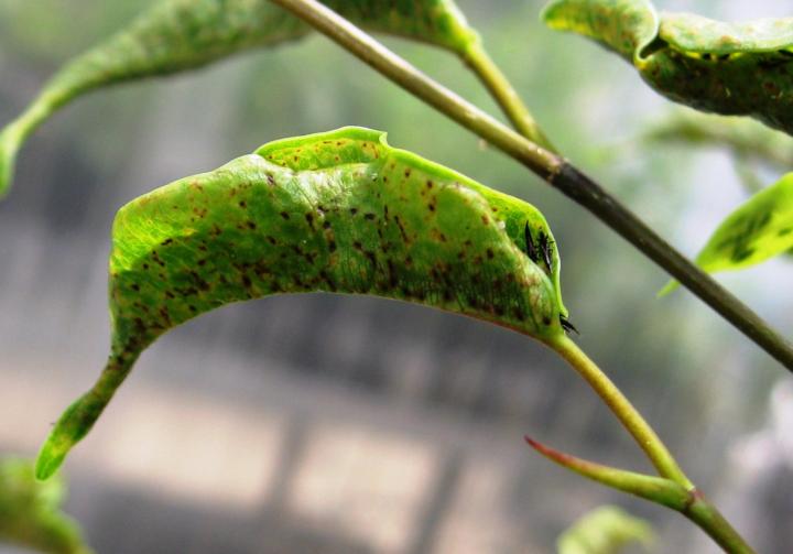 Garden Help: Problem spots? Put chilli thrips on suspect list