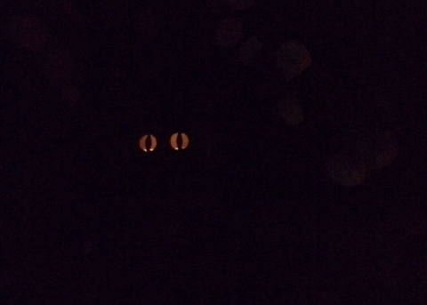 glowing_eyes_2.jpeg