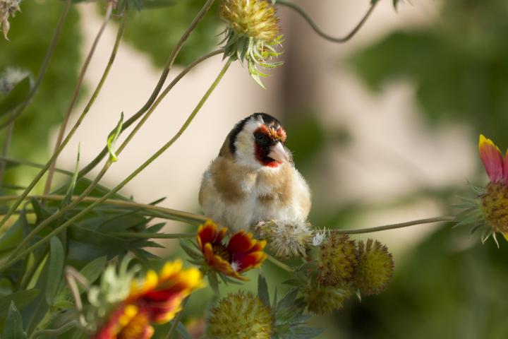 goldfinch-3135247_1920_full_width.jpg