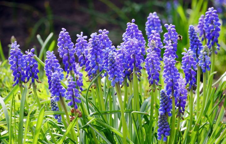 grape-hyacinth-3319108_1920_1_full_width.jpg