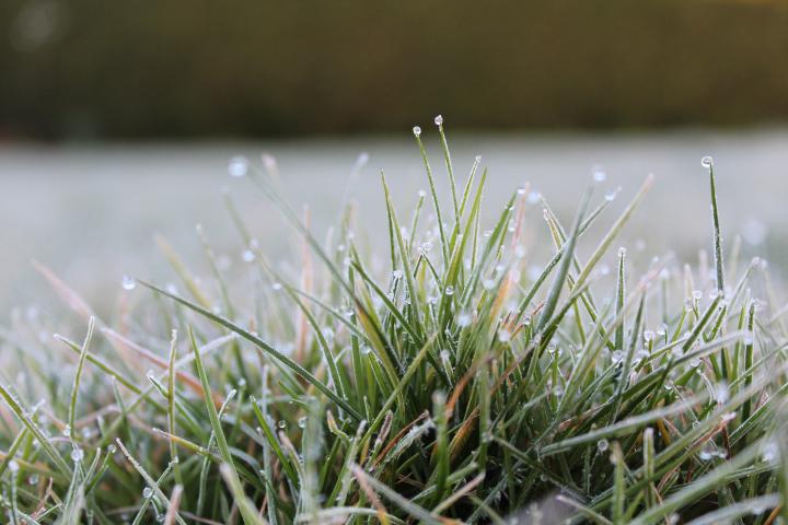 What's the difference between a frost advisory, freeze warning