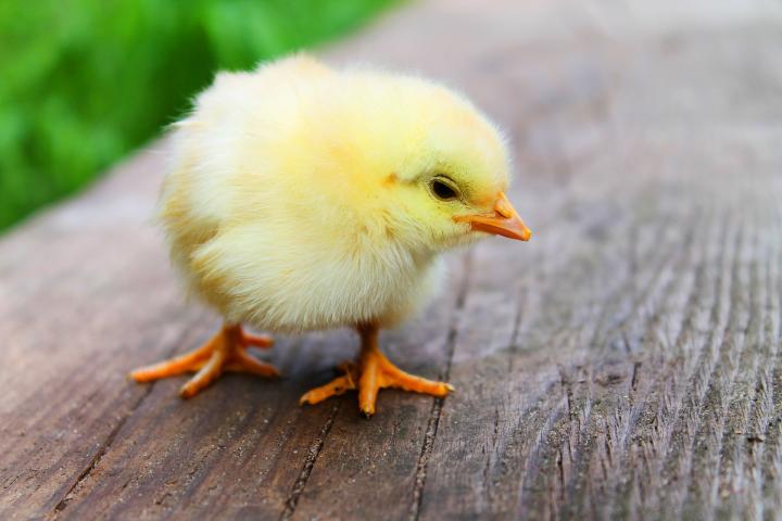 Raising Chickens 101: How to Raise Baby Chickens at Home | The Old Farmer's  Almanac