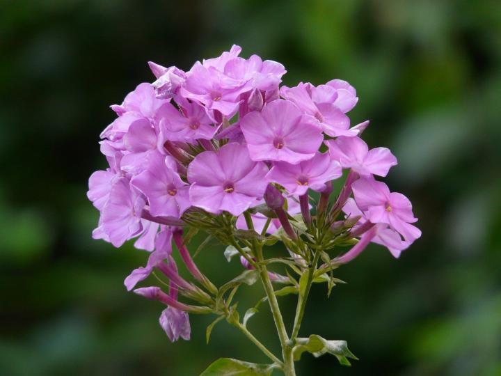 high-perennial-phlox-8415_1920_full_width.jpg