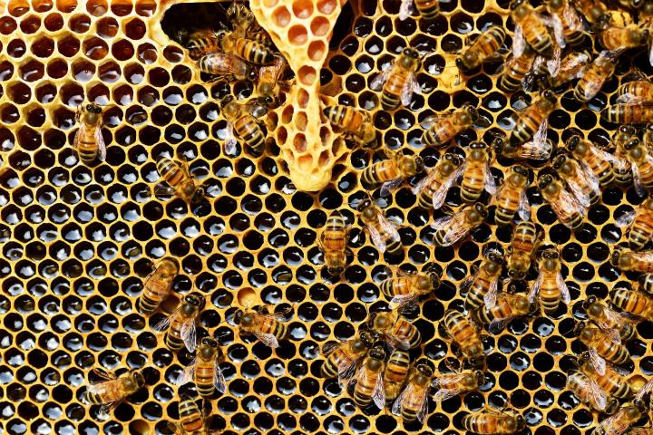 Honey bees in a bee hive with honeycomb