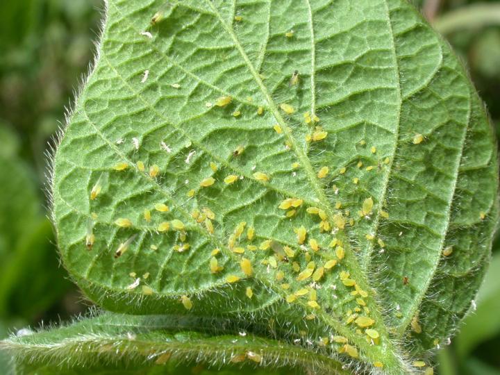 yellow aphids on a plant leaf