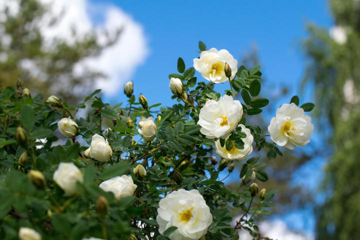how-to-overwinter-roses.jpg