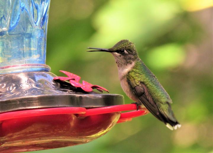 Plants That Attract Hummingbirds The Old Farmer S Almanac,Painting Baseboards Before And After