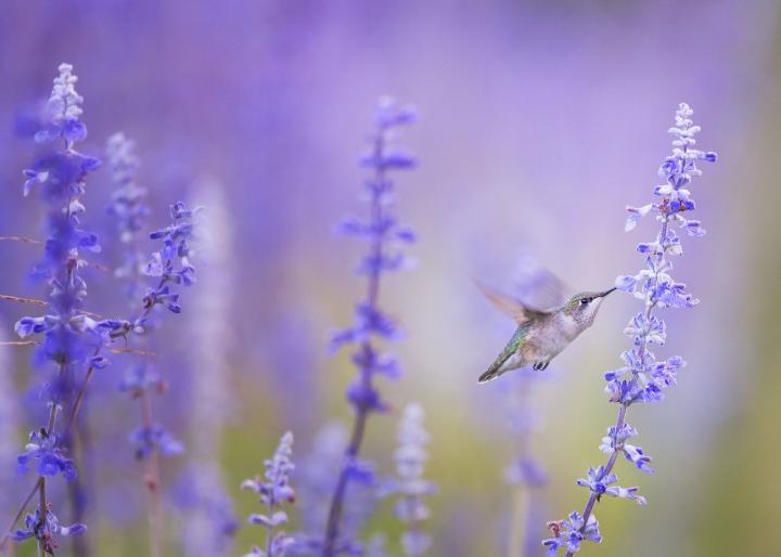 Plants That Attract Hummingbirds The Old Farmer S Almanac,How Much Money In Monopoly