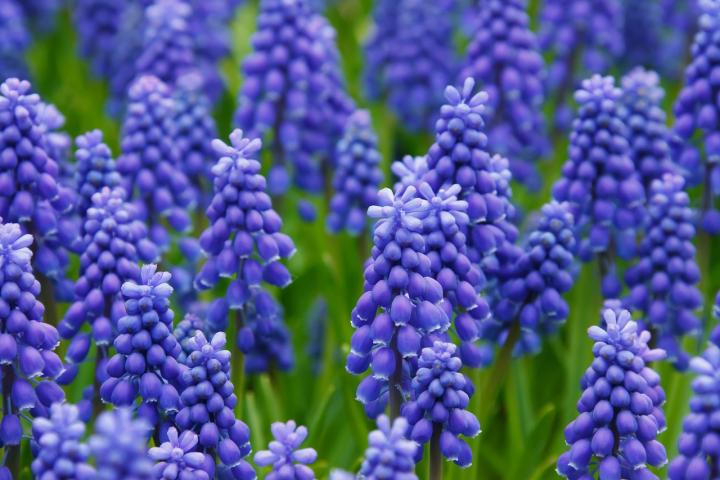 Starostlivosť o rastliny modrého hyacintu