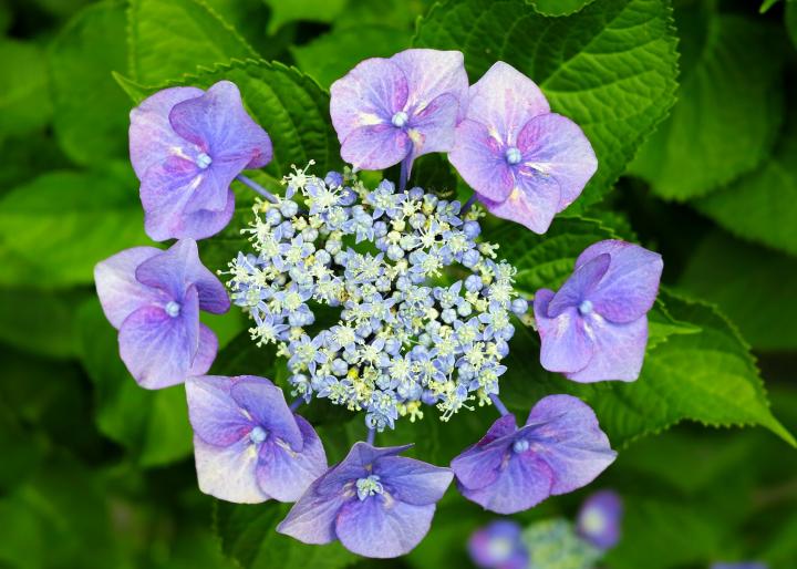 Bigleaf hydrangea lacecap