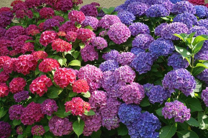 Hydrangea colors