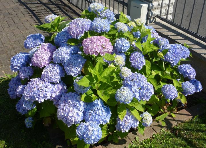 Bigleaf Hydrangea (mophead)