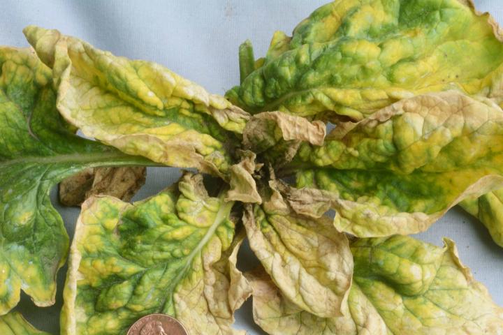 cucumber mosaic virus on spinach leaves