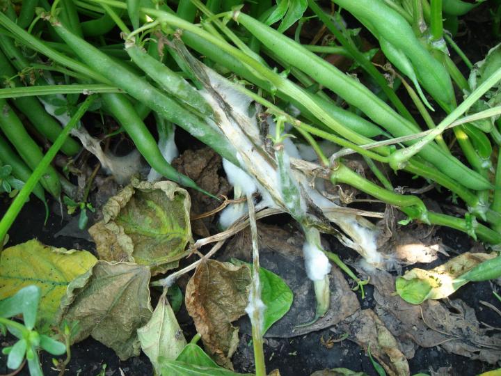 green beans affected with white mold