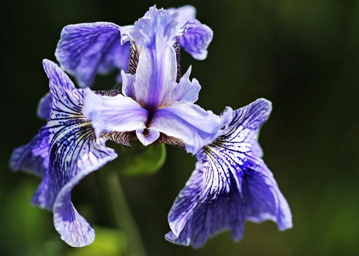 Center Ice Bearded Iris, Sun Perennials for Sale