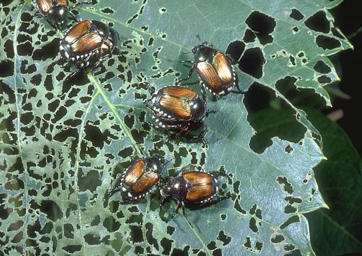 japanese beetle damage on a leaf