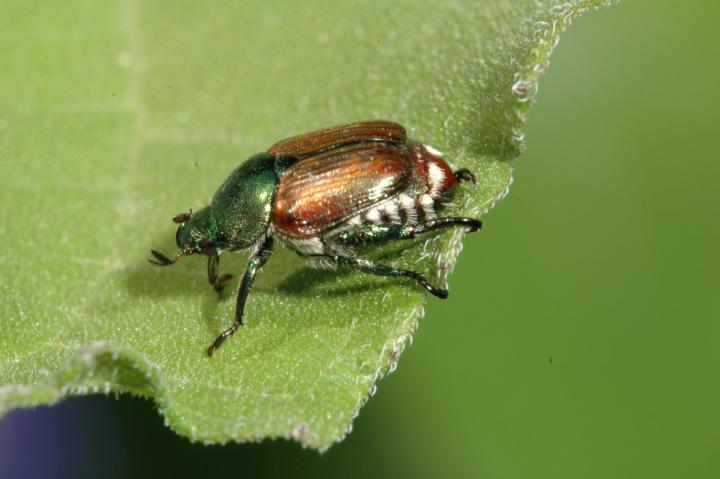 japanese beetle on a leaf