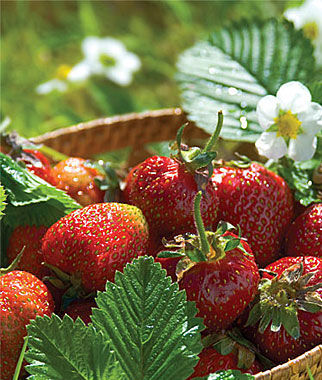 jewel-strawberry.jpg