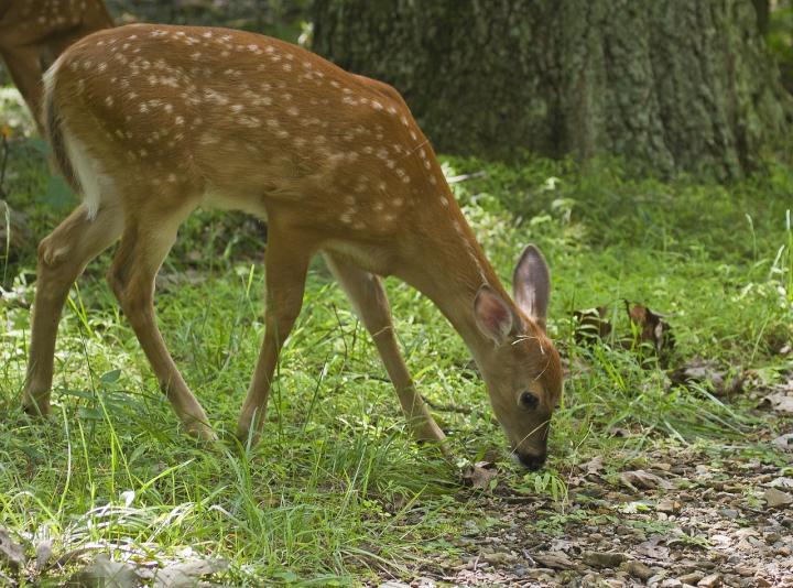 Keep Deer Out Of Your Garden, How To Keep Deer Out Of Your Garden