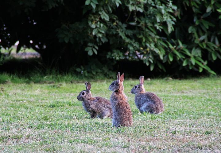 Rabbits How To Identify And Get Rid Of, How To Keep Deer And Rabbits Away From Garden