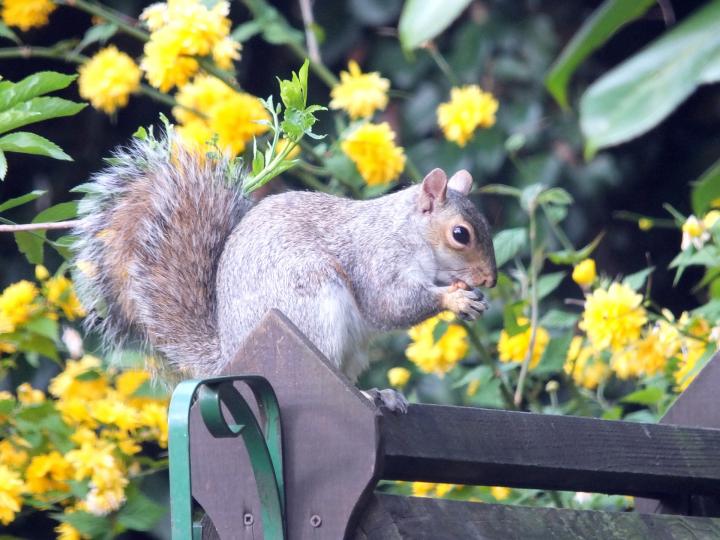 Éloigner les écureuils des plantes de jardin