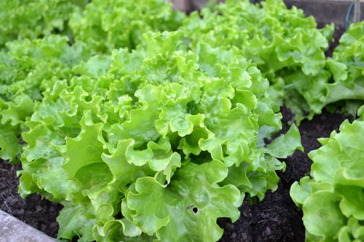 The Basics of Vegetable Gardening in Containers