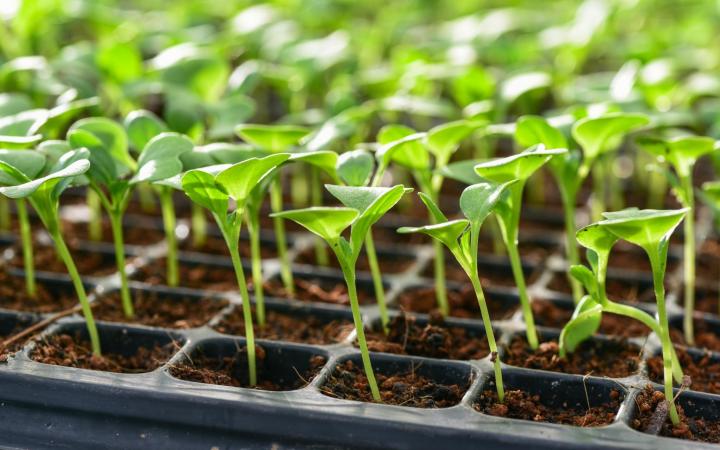 udmelding stor forsøg 2023 Planting Calendar: When to Start Vegetable Seeds | The Old Farmer's  Almanac