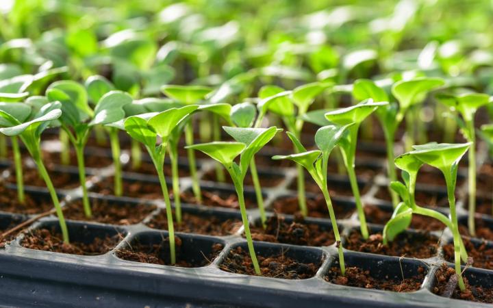 When To Start Seeds Indoors Chart