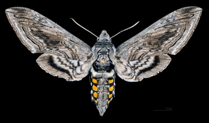 Tomato hornworm moth (female). Photo by Didier Descouens.