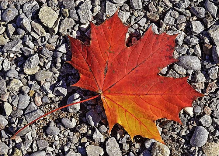 Maple leaf on rocks