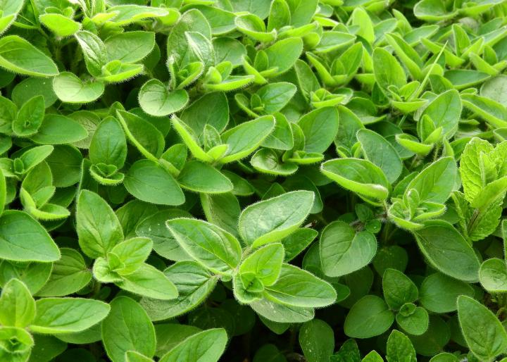 Marjoram herb