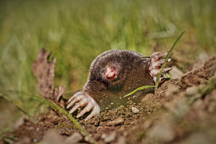 mole coming out of a tunnel