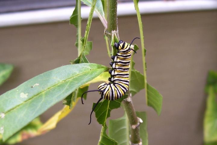 Monarch caterpillar on milkweed.