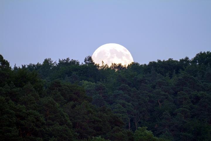 Full moon over trees