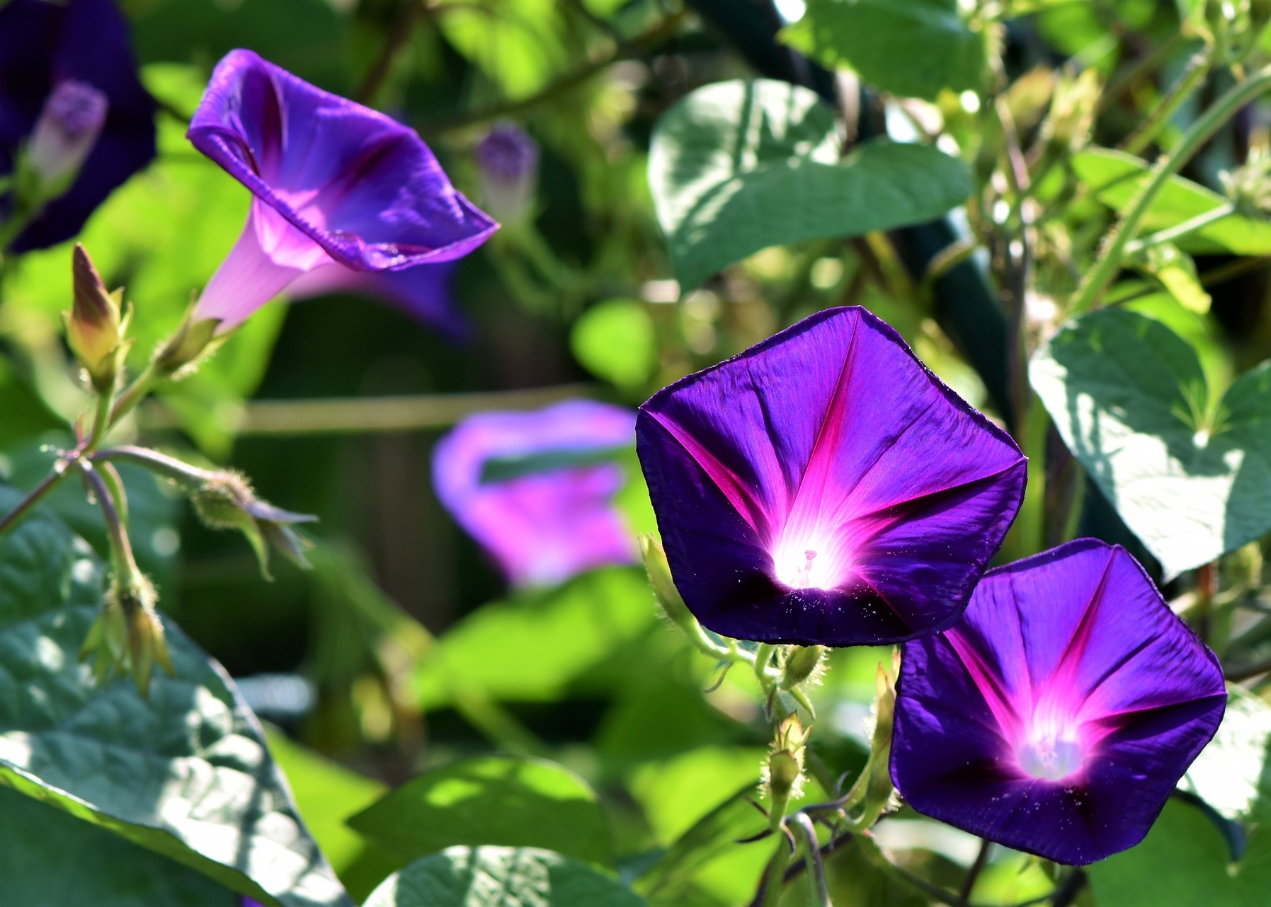 Purple Morning Glories