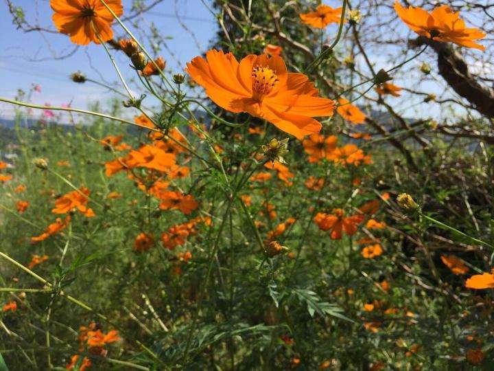 Apart from needing at least a half-day of sunshine, cosmos seem to thrive on neglect.