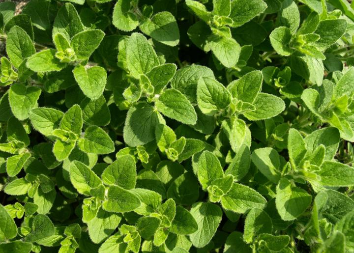 Oregano herb