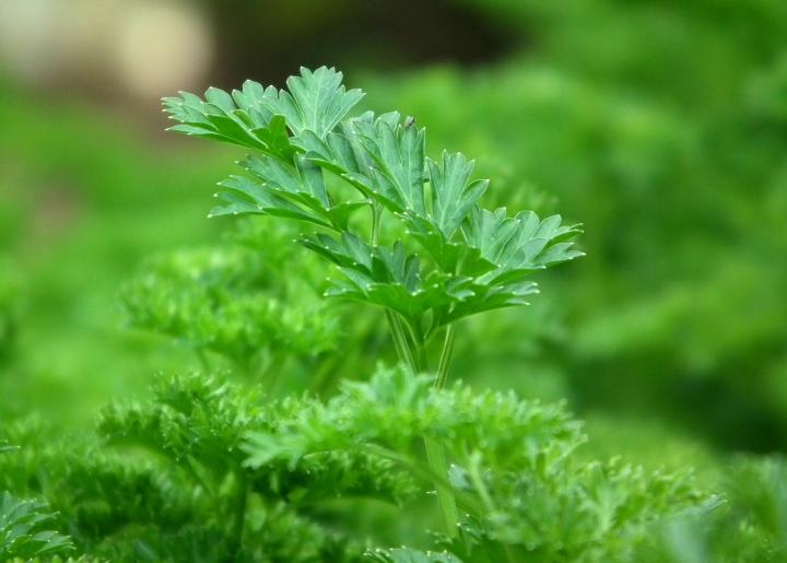 Parsley herb