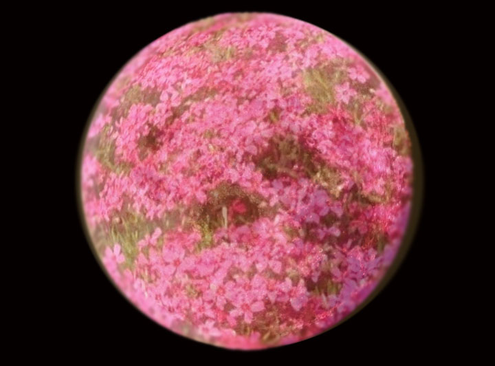 pink-moon.jpg