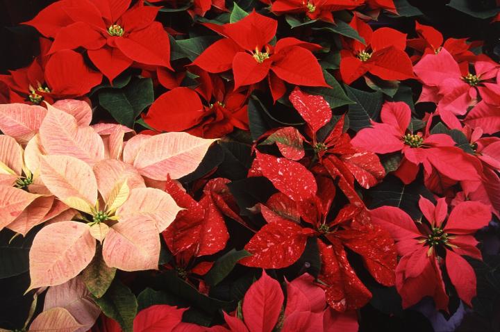 poinsettias-care_full_width.jpg