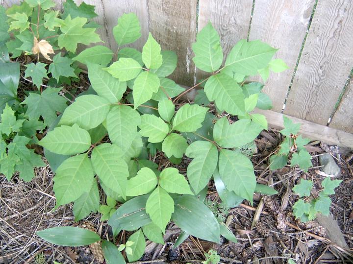 Poison Ivy How To Treat A Poison Ivy Rash Identify The Plant And Use Home Remedies The Old Farmer S Almanac,Poison Ivy Leaf Drawing