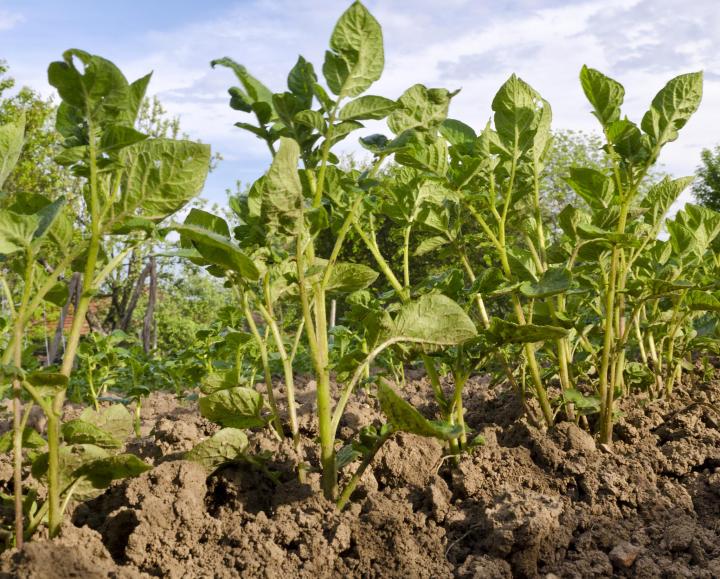 Potato Growth Chart