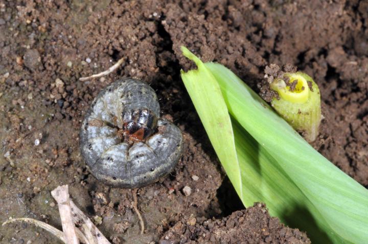 Photo Credit: John Obermeyer, Purdue University. Black cutworms can cause severe injury to the base of plants, often killing them.